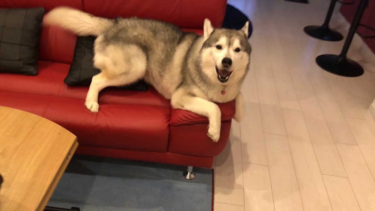 アオアオ言いながらお出迎えしてくれるシベリアンハスキー