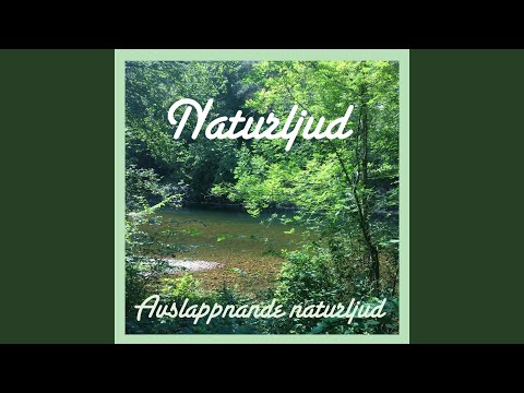 Regn och fågelsång i trädgård