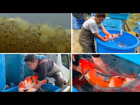 From Birth to Jumbo Koi **The life cycle of a Fish**