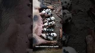 Download lagu 7 ekor anakan ba** mp3