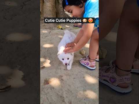 #cute #puppies #puppylove #dog #doglove #newsong #viralvideo #shortvideo #trendingshorts