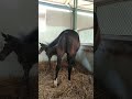 Winking Of Clitoris In Mare