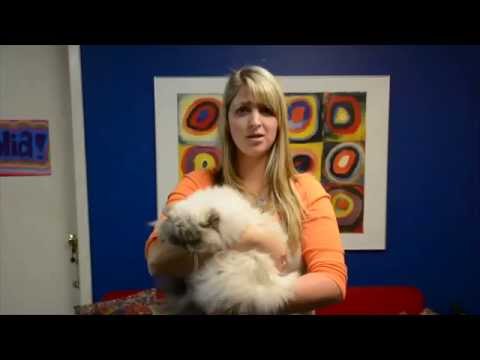 Toxoplasmosis EEB 100