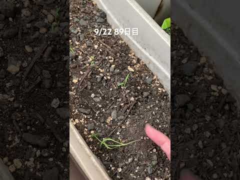 ニンジンをハエから守るにはどうすればいいですか？私たちのシンプルで自然なソリューション!  庭園