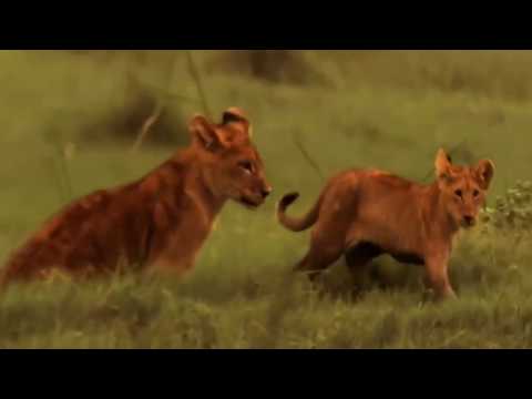 Documentaries National Geographic - Lions, The Power Lionesses