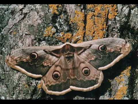 AMARE LA NATURA 2 - Falene italiane