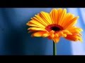 Jack Johnson Cocoon 432hz