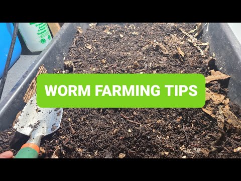Worm Farming Tips | Worm Bin Maintenance