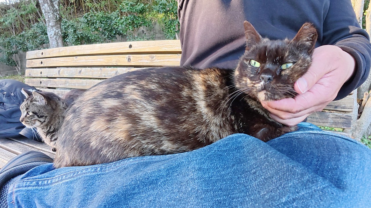 おばあちゃんサビ猫が人間のひざに座って爆音で鼻息を荒らげる