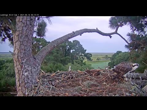 Youngest Osprey Fledges From Nest In Savannah, Georgia! — June 16, 2021