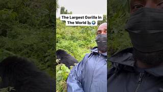 The Largest Gorilla In The World