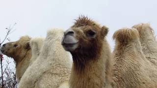 Camel Contemplations 1