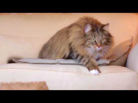 Royal Canin Sensible 4kg video