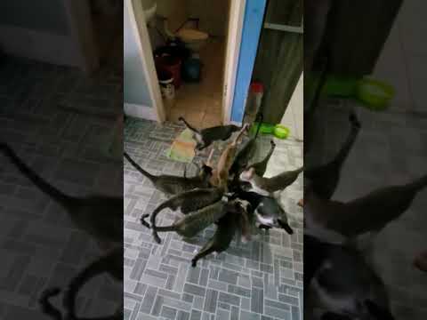 Starting from saving one pregnant stray cat to this 🥴🥴#sabah #malaysia #shorts #viral #cats #vlog