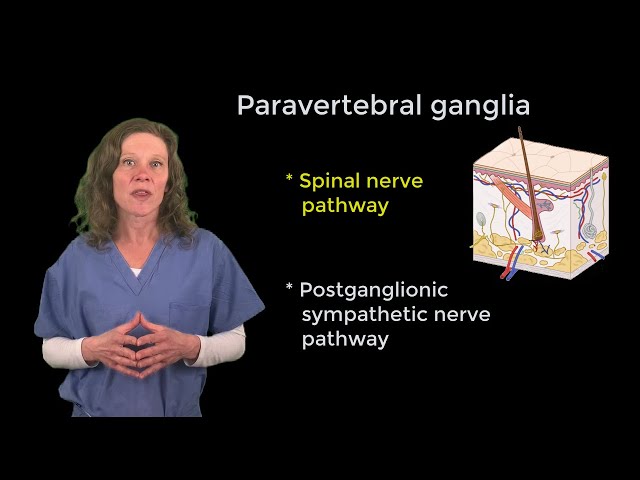 הגיית וידאו של splanchnic nerve בשנת אנגלית