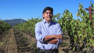 Gustavo in the 2012 Rutherford Cabernet Sauvignon Vineyard