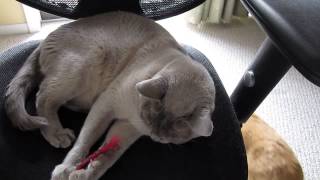 Harvey lilac European Burmese Cat at Play