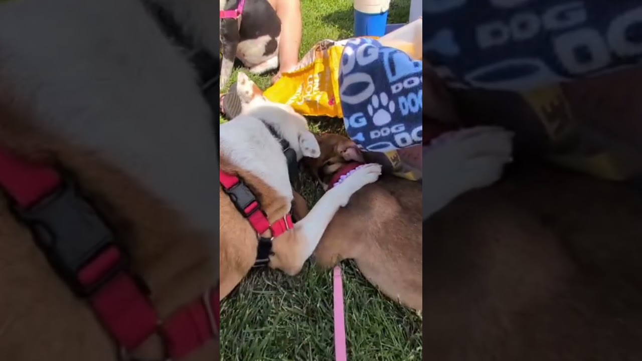 Enlarge Nutty, a Adoptable mixed breed in Pottstown, PA video 6/6