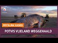 REPO: Potvis Vlieland van strand gehaald
