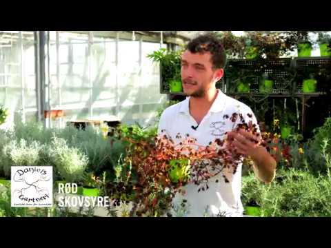 Daniel's Gartneri - Rød Skovsyre