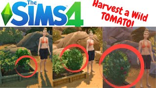 How to HARVEST a WILD TOMATO PLANT!  Sims 4- Tips and Tricks