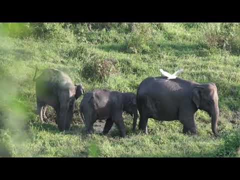 Geeri doortee Maanta aan go'o Zaynab X Cali Baxsan Heestii Geeri doortee Lyrics #qaaci #AsadLyrics