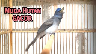 Download lagu Kehicap Ranting Trotol/Muda Hutan GACOR❗️❗️❗️ mp3