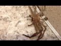 There S A Giant Spider In The Room