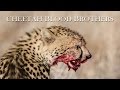 CHEETAH BLOOD BROTHERS 