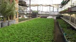 preview picture of video 'Rasaduri profesionale de legume - Carei'