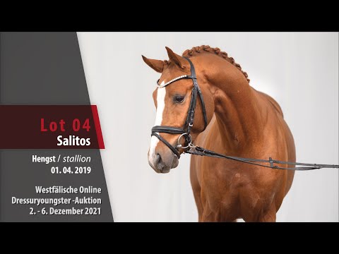 Online Dressuryoungster-Auktion Lot 04 Salitos Hengst v. Sir Heinrich - Don Juan de Hus