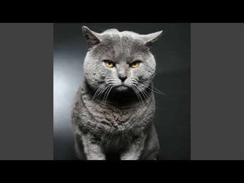 Enfoiré une fois, enfoiré deux fois