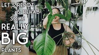 repotting nick's giant plants - PART 3