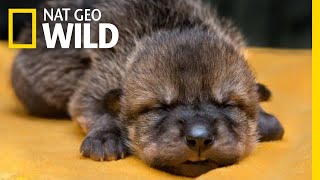 Rare Mexican Wolf Pups Meet Their Wild Foster Families | Nat Geo Wild by Nat Geo WILD