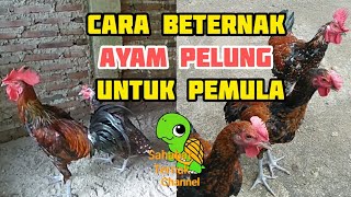 Download lagu How to raise Cianjur Pelung chickens mp3