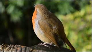 Download lagu Robin Dagu Orange  Full HD mp3