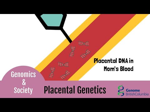 Placental Screening Genetics - Genes & Society - Genome BC