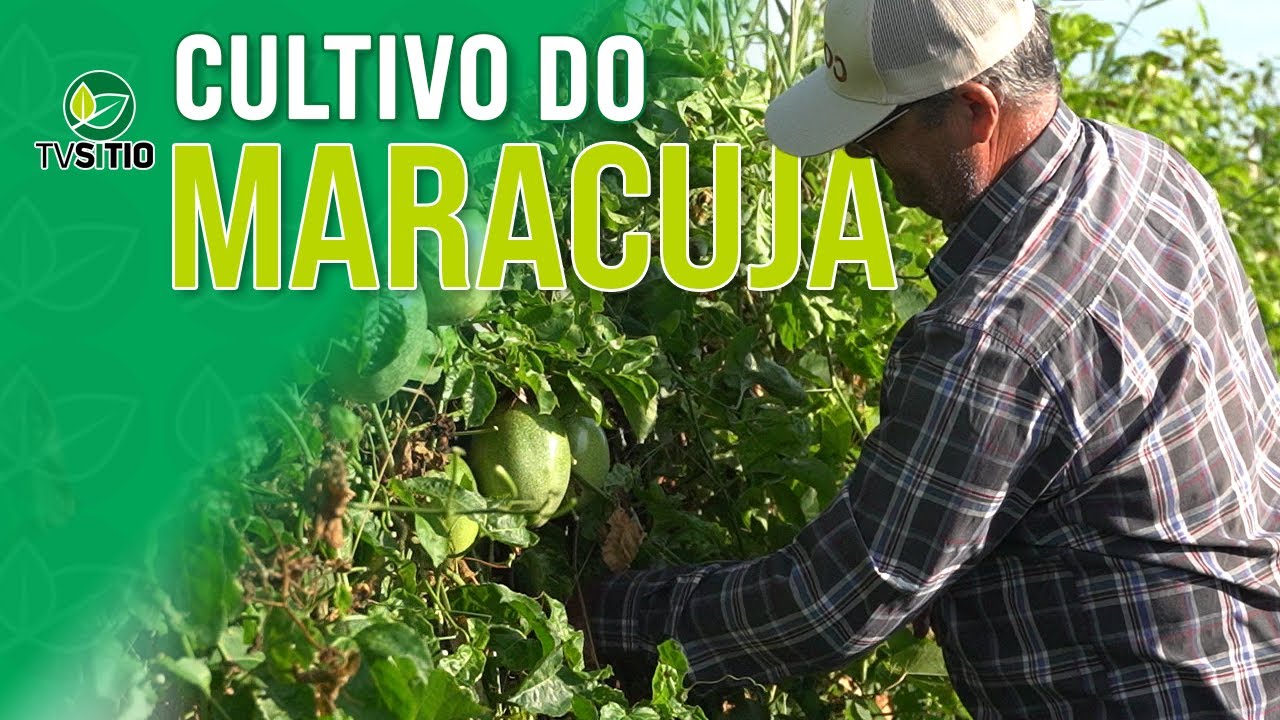 Tudo sobre o cultivo do maracujá