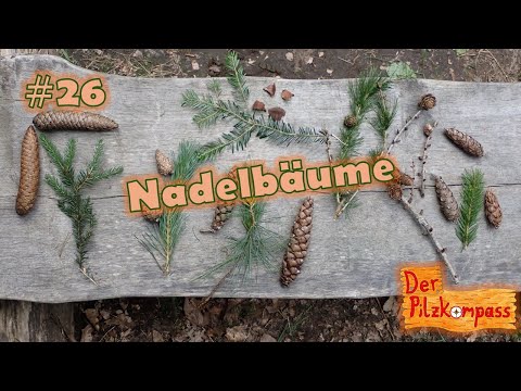 #26 Das kleine 1x1 der Baumkunde 🤓 - Nadelbäume kinderleicht erkennen!🌲(#wald #podcast #bäume #tree)