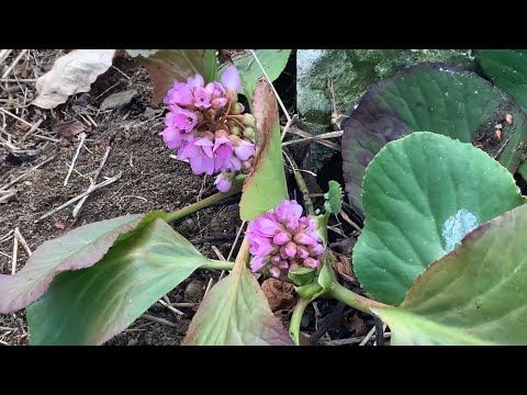 園芸 ヒマラヤ樺