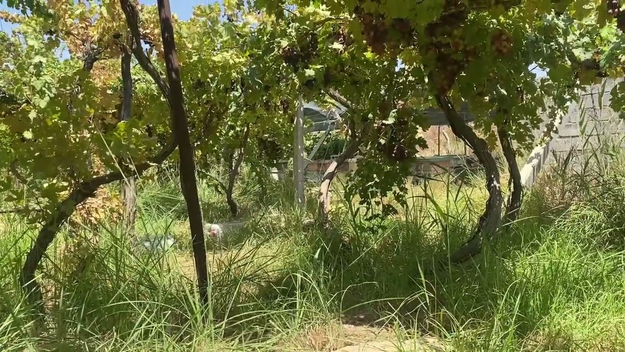 امراض النحل بين المواد الكميائية والمواد العضوبة 