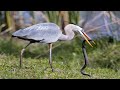 Great Blue Heron Eating A Snake