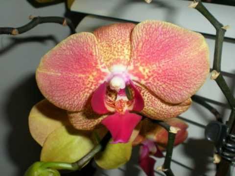 matko jelavic- ta divna splitska noč