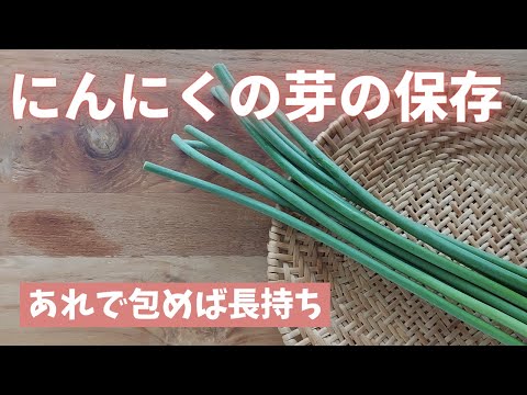 ニンニクの保存: 最良の保存のヒント 植物