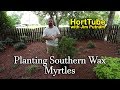 Planting Wax Myrtles - Fast Growing Native Evergreen Screening Plant