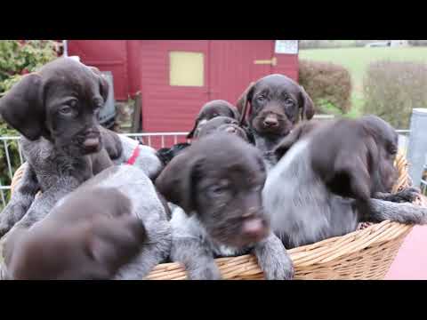 Hunde-Nachwuchs im Kreis Kassel: 14 Welpen  auf einen Schlag