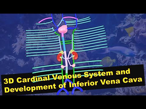 Cardinal Venous System - Development of Inferior Vena Cava