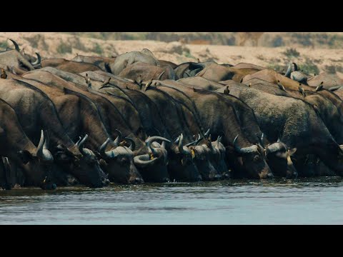 Africa Predatori letali III -  06 Obiettivo primario il Bufalo