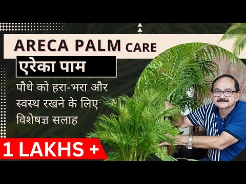 , title : 'Areca Palm Care | अरेका पाम केयर: पौधे को हरा-भरा और स्वस्थ रखने के लिए विशेषज्ञ सलाह'