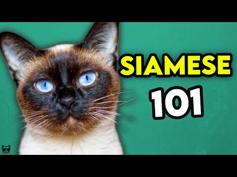 image-What is the temperament of a Siamese cat? 